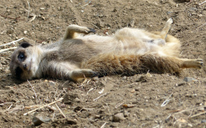 meerkat rolling on back