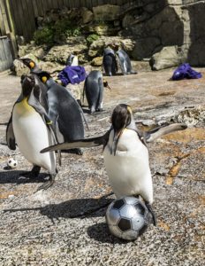 ©MARK HEMSWORTH. 19/04/16. BIRDLAND, BOURTON ON THE WATER, GLOUCESTERSHIRE. Penguin football at Birdland. A Danish penguin plays football against the English penguins with jumpers as goal posts. Photo credit : MARK HEMSWORTH