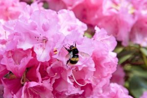 Buff tailed Bumble bee on an azalea flower, London.