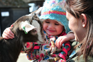 Kent Life goat kid with child and mum
