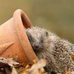 Help for hungry hedgehogs