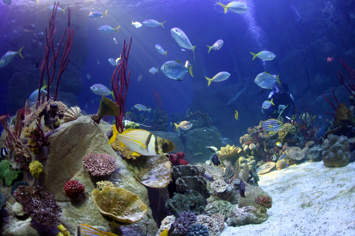 Marine aquarium. Морской аквариум. Обои на рабочий стол аквариум. Плимут морской аквариум. National Marine Aquarium.